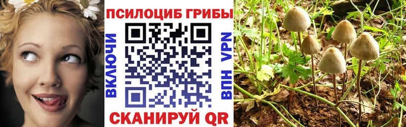 где купить наркоту  Славгород  Псилоцибиновые грибы ЛСД 